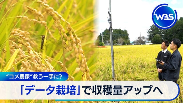 拯救「稻米農家」的關鍵？透過「數據栽培」提升收成量