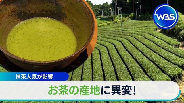 抹茶熱潮引發…茶葉產地出現異變