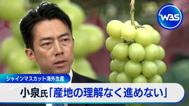 シャインマスカット海外生產　小泉氏：「沒有產地的理解無法推進」